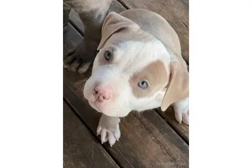 イザベラ　オス