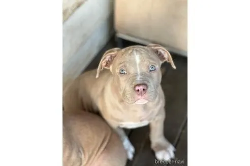 ガッツリとしたイザベラの男の子