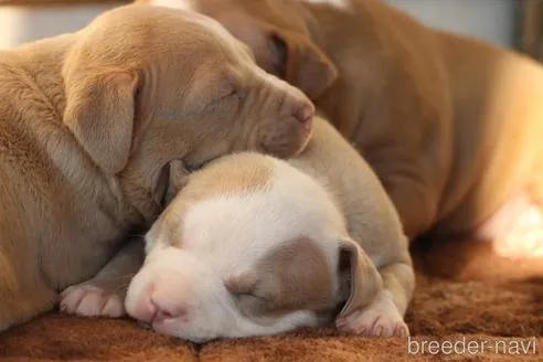 イザベラ　オス