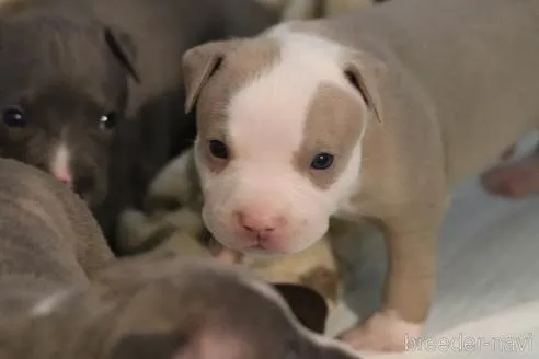 イザベラ　オス