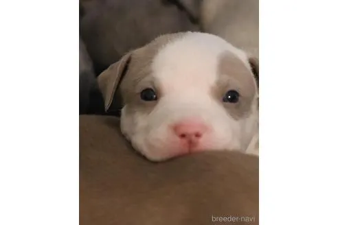 イザベラ　オス