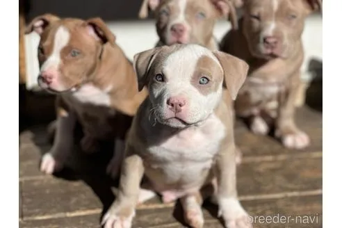 イザベラ　オス