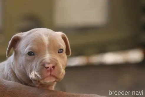 ガッツリとしたイザベラの男の子