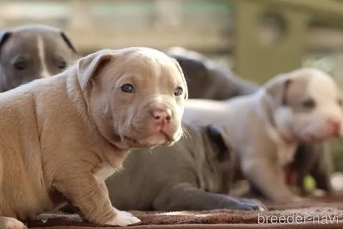ガッツリとしたイザベラの男の子