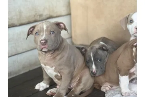 ガッツリとしたイザベラの男の子