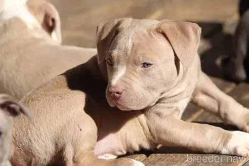 ガッツリとしたイザベラの男の子
