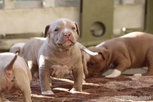 ガッツリとしたイザベラの男の子