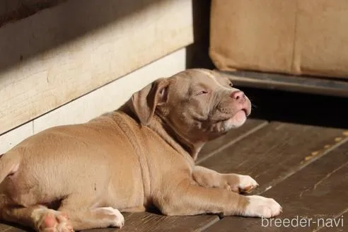 ガッツリとしたイザベラの男の子