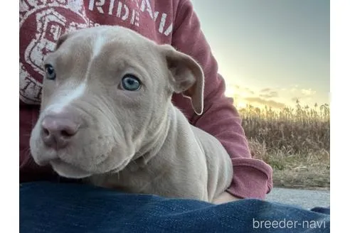 ガッツリとしたイザベラの男の子