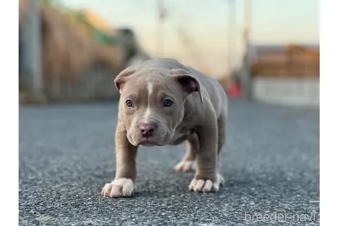 ガッツリとしたイザベラの男の子