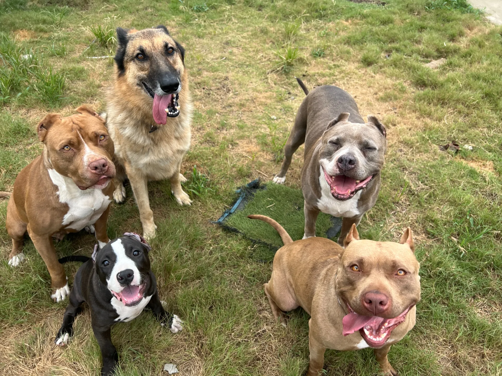 ショーに向けて調整中のゴールデンレトリバー