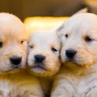 ゴールデンレトリバー